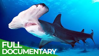 Wildlife - Just Sharks | Free Documentary Nature