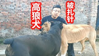 兽医扎了一针，咬狼犬挑食毛病改正，看看用的什么养狗秘技