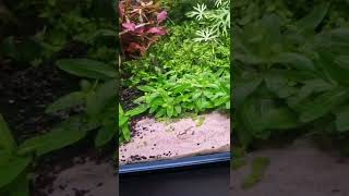 STAUROGYNE REPENS PLANTED AQUARIUM 👌