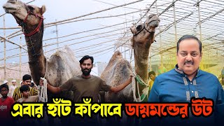 হাট র্কাঁপাতে বড় বড় উট এনেছে ডায়মন্ড | গাবতলী গরুর হাট ২০২৪ | কোরবানির গরু ২০২৪