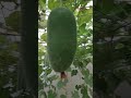 ash gourd kumbalam in our vegetable garden doha shorts vegetable youtubeshorts garden yt