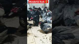 Amazing Ducks 🌹🌻🌼 #short #shortvideo #viral