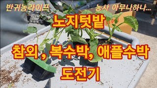 [반귀농라이프]노지텃밭만들기 복수박 애플수박 참외 심기