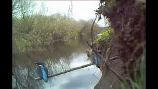 Kingfishers mating in Ayrshire , April 2015