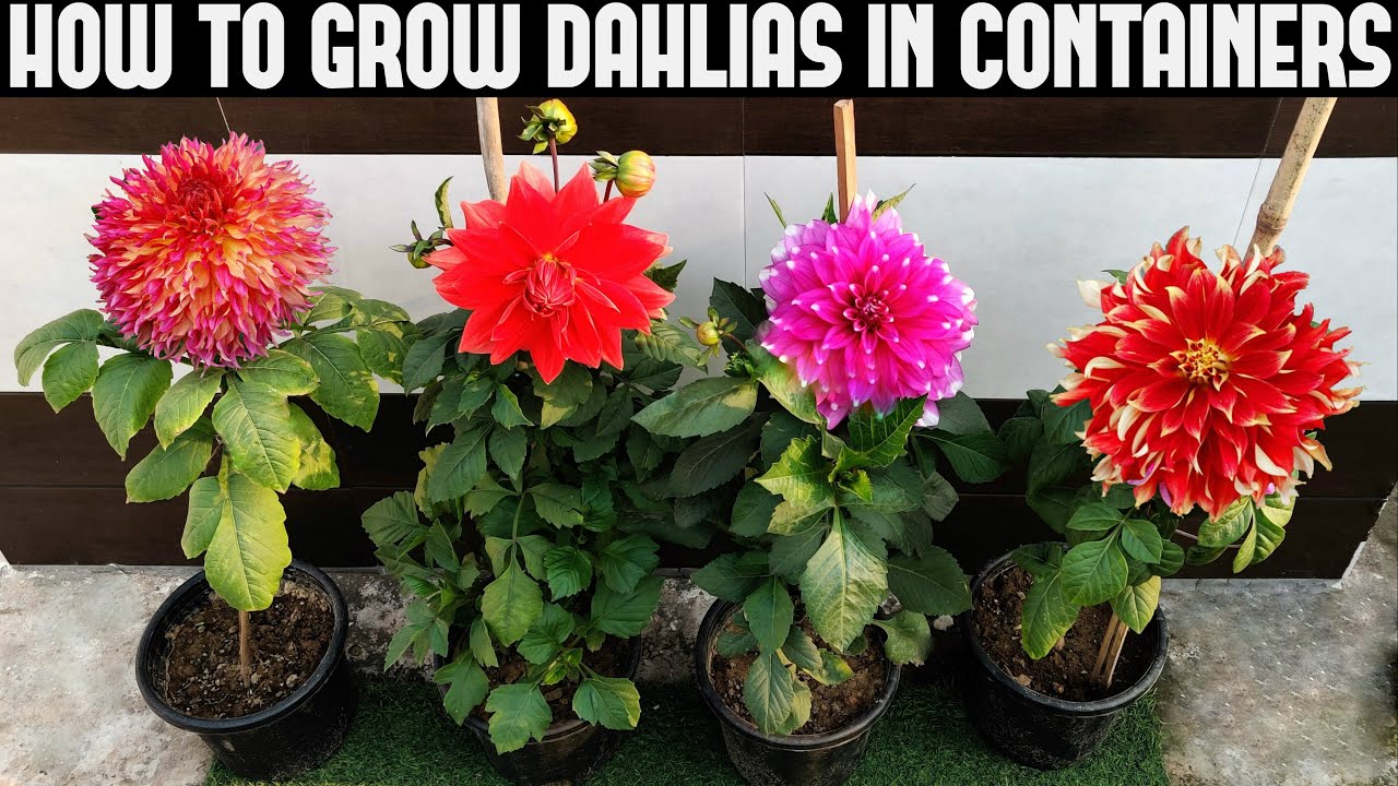 How To Grow Dahlias At Home Full Information Youtube