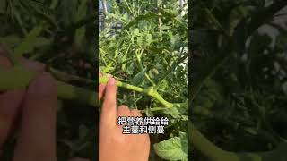 番茄如何整枝打杈才能增产增收#种植小技巧 #番茄种植 #西红柿种植 #农业种植