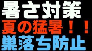 暑さ対策！巣落ち防止！この夏の猛暑を乗り切る！か式巣枠式管理方法【日本ミツバチ庭先養蜂】【庭先養蜂家】【日本蜜蜂】【庭先養蜂】【か式巣箱】【巣枠式】