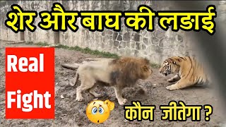 बाघ और शेर की लड़ाई | Lion vs tiger Real fight || who is king 👑 ?