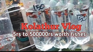 Kolathur Fish Market | கொளத்தூர் வண்ண மீன்கள் சந்தை | ரூ10 முதல் வண்ண மீன்கள் Wholesale And Retails.