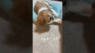 【爆睡シーズー】すごい寝方#シーズー