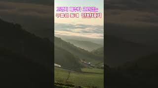 고냉지 배추가 크고 있는 구름위의 동네 안반데기   #안반데기마을 #안반데기일출 #강릉가볼만한곳