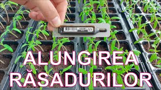 ALUNGIREA RĂSADURILOR DE ROŞII - TRATAMENT 100% BIO