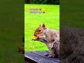 ytshorts squirrel 🐿😍relishing an apple 🍎 rodent