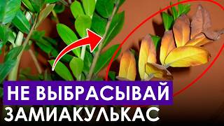 Как укоренить ЗАМИОКУЛЬКАС, чтобы он точно прижился? / Тонкости и хитрости черенкования растений!