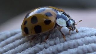 Harmonia axyridis (Pallas, 1773) - HD - Coccinelle asiatique - 10/2014