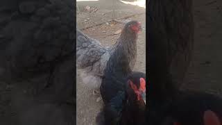 #brahma hen