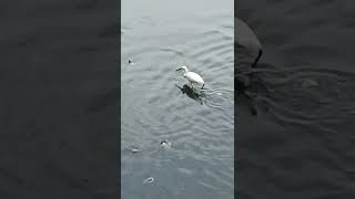 crane catching fish. how many fish the crane got? #shorts