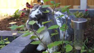 French lop Rabbit Bunny eating in the garden.