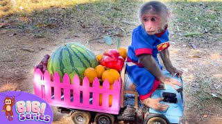 Farmer BiBi helps dad harvest fruits