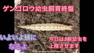 ［我が家の昆虫日記］ゲンゴロウの幼虫を上陸させるよ！