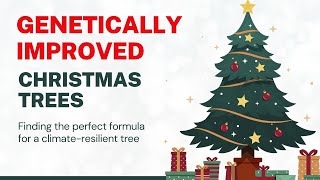 Genetically Improved Christmas Trees