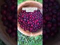 urban foraging saskatoon berries in my front yard shorts