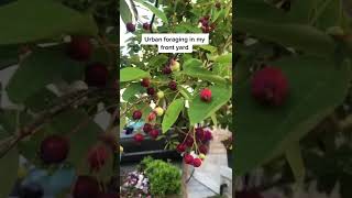 Urban foraging Saskatoon berries (in my front yard) #shorts