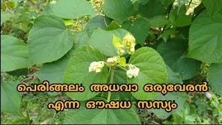 പെരിങ്ങലം അധവാ ഒരുവേരൻ എന്ന ഔഷധ സസ്യം | Peringalam Adhva Oruveran is a medicinal Plant | പെരിങ്ങലം