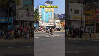 krishnagiri Jallikattu 🔥🔥🔥#jallikattu #shorts #pongal #krishnagiri #viral #vidaamuyarchi #trending