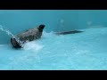 【納涼！宮島水族館】ゴローと一緒にプール掃除中です！