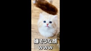 嫌そうな顔のイッサくんwww#マンチカン #マンチカン子猫 #子猫 #shorts #ミヌエット