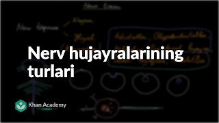 Nerv hujayralarining turlari | Nerv tizimi | Tibbiyot