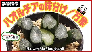 ハオルチアの株分け・植替え／万象【くまパン園芸】