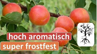 Die besten Marillensorten (Aprikosen) Anfang Juli im Vergleich - Bergeval, Koolgat, Digat, Deli Cot