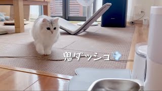 【ペルシャ猫】自動給餌器買ってみた‪👍🏻 ̖́-‬