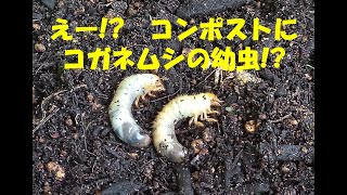 【コンポスト】コガネムシの幼虫をコンポストに使ってみた！