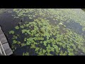 wild ducks and white wild ducks swim on the water for food dji pocket 2