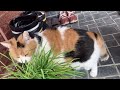 【三毛猫】猫草を大量に食べた猫の末路（2023年7月22日）