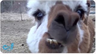 HILARIOUS Alpaca Spits on Camera