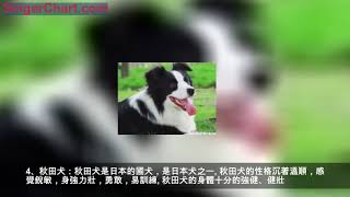 最忠誠十大狗狗排名：第一實至名歸