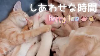 【動物愛】癒しの時間 ラブラドールレトリバー 茶トラ猫 犬猫多頭