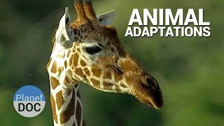 Shaba. Animal Adaptations | Nature - Planet Doc Full Documentaries