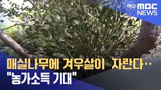 매실나무에 겨우살이  자란다‥ \