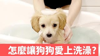 怎麼讓狗狗愛上洗澡