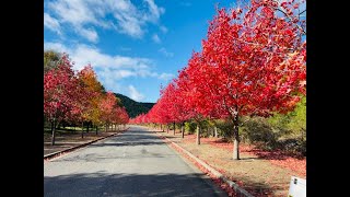 2024 11 18　和歌山紅葉ツー