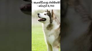 ලොව මිල අධිකම සුනඛයන් 10(10 most expensive dogs in the world) #shortvideo