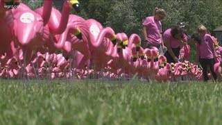 Most Buffalo: 'Flo-mingo World Record'