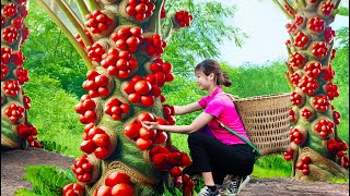 WOMAN Harvesting Citron fruit - Extremely rare fruit goes to market sell | Thai and Huyen