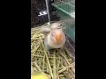 ♡初めてのボタンインコ 出逢い編♡【lovebird】