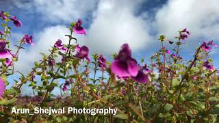 कास पठार | Valley of Flowers | Kaas Pathar | UNESCO World Natural Heritage Site | Arun Shejwal